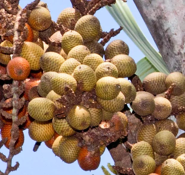 Buritirana - { Mauritiella armata }